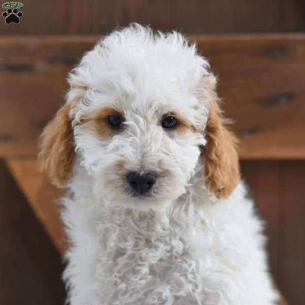 Kendall, Mini Labradoodle Puppy